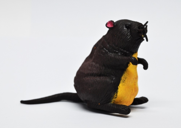 Златобрюхая бобровая крыса - Летучие мыши и Ко Макси