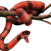 Ложная коралловая змея