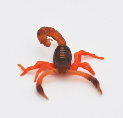 Скорпион двухцветный