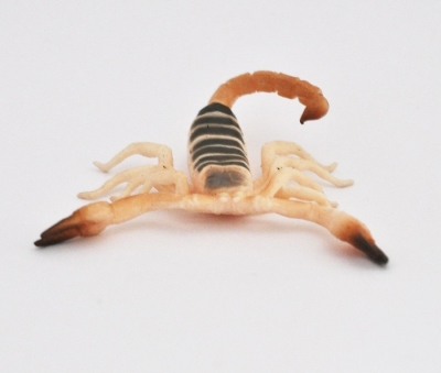 Желтый пустынный скорпион