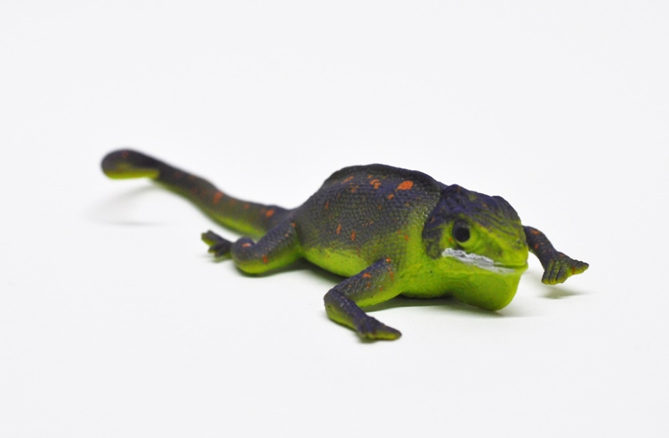 Сенегальский геккон (меняет цвет в воде)    - Волшебные ящерицы