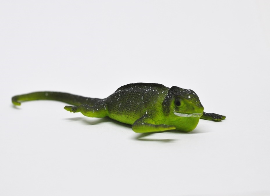 Игуана носорог (меняет цвет в воде)     - Волшебные ящерицы