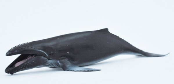 Горбатый кит - Морские гиганты & КО Макси