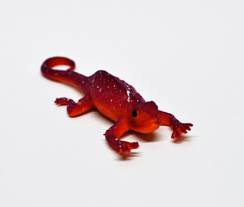 Сцинк огненный Фернанди (меняет цвет в воде)    - Волшебные ящерицы