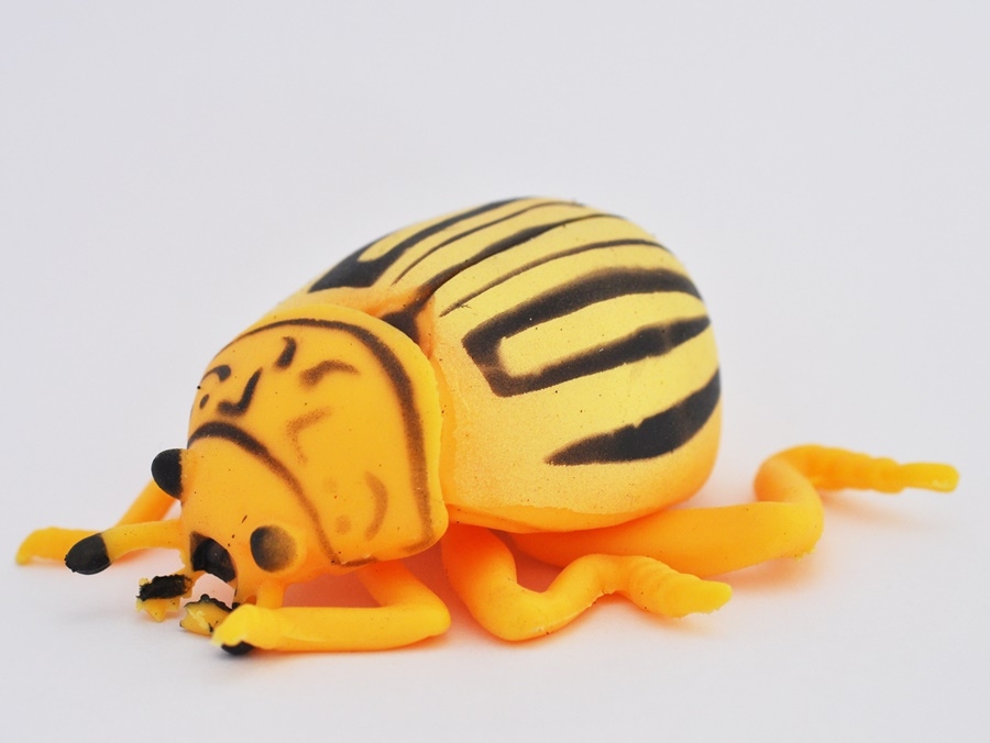 Колорадский жук, dorifora - Скарабеи и Жуки