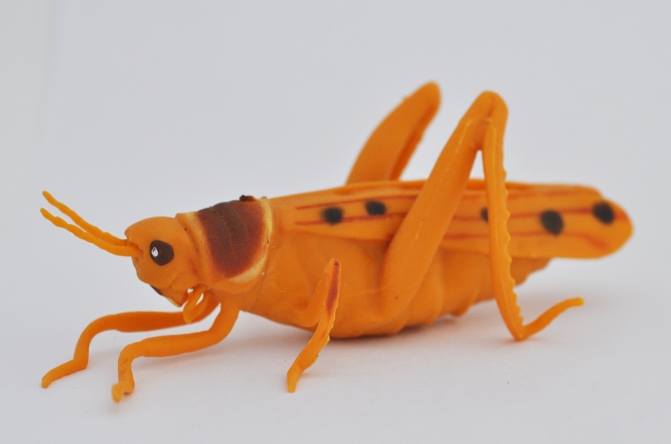 Пустынная саранча, locusta del deserto - Скарабеи и Жуки