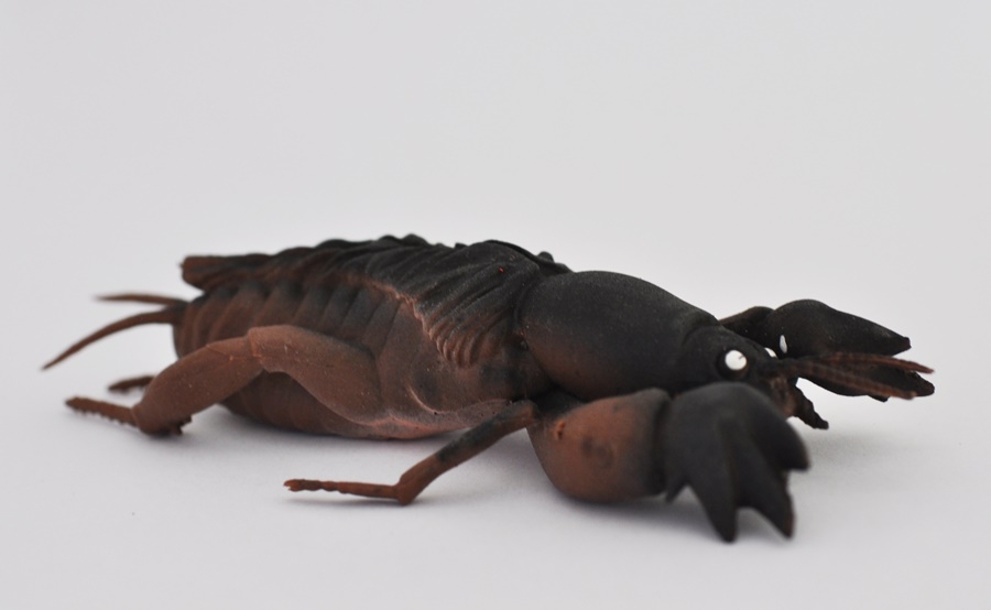 Медведка, grillotalpa - Скарабеи и Жуки