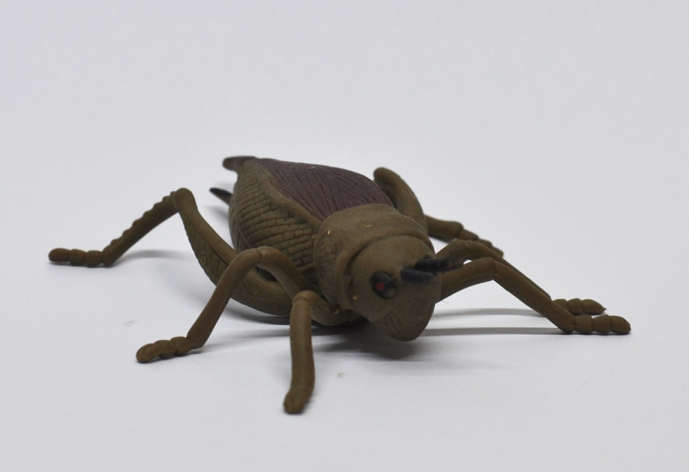 Саранча - Animal World