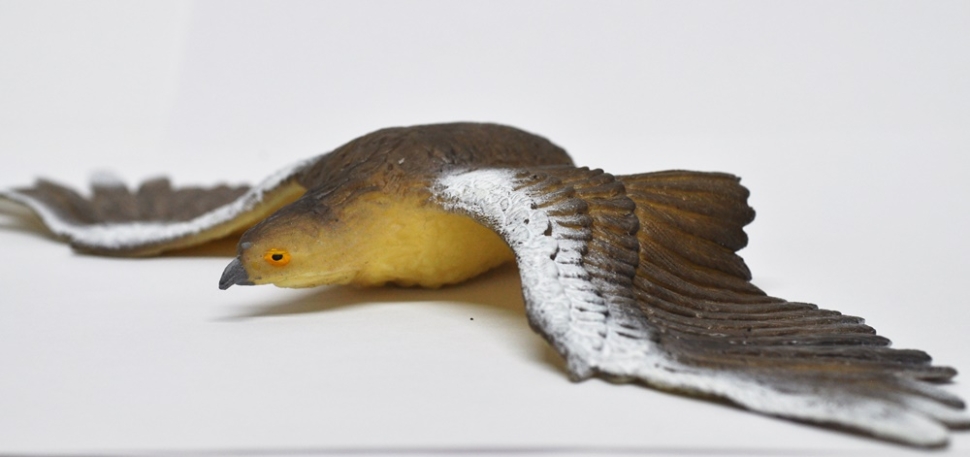 Беркут (меняет цвет в теплой воде) - Большие птицы, Epic Animals