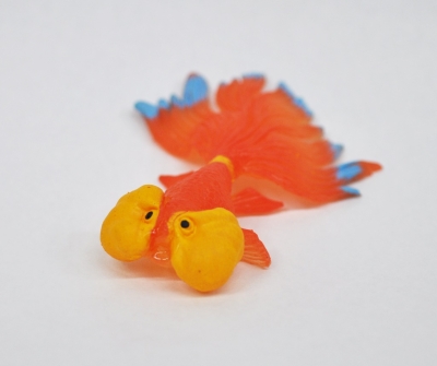 Пучеглазая золотая рыбка (меняет цвет в тёплой воде)