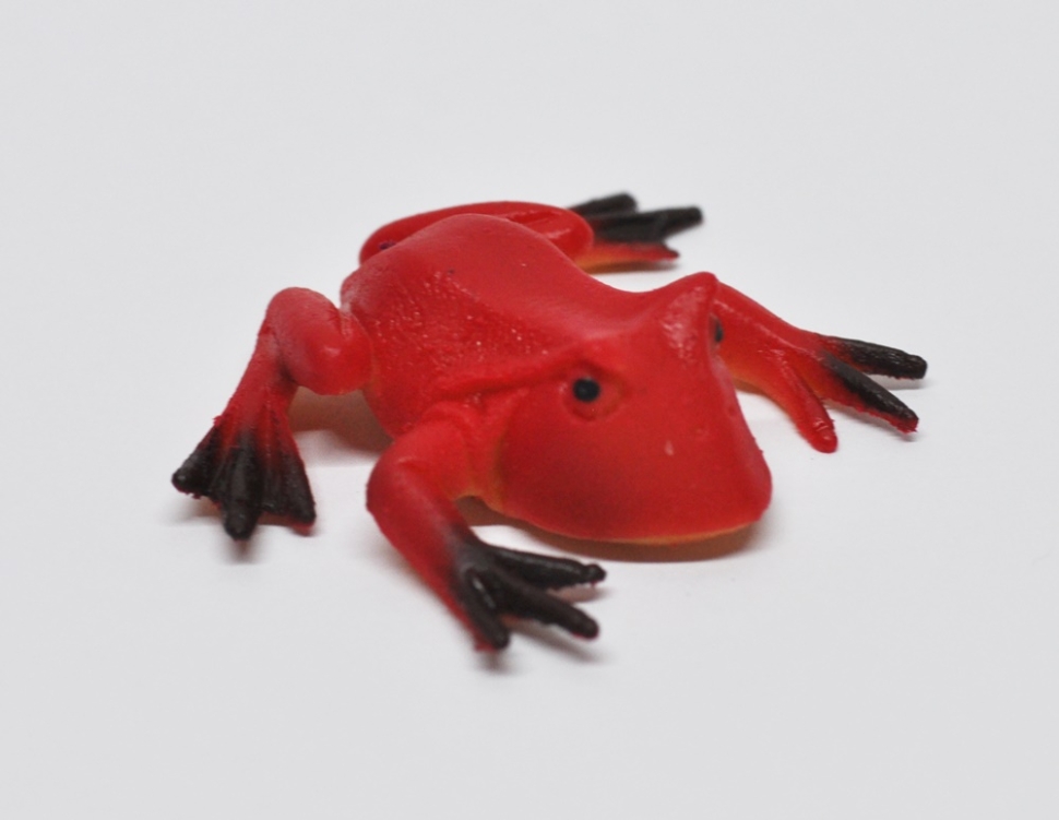 Амазонская рогатка (меняет цвет в теплой воде)    - Волшебные лягушки, Big Animal World