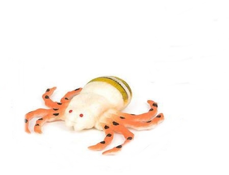 Паук-оса - Animal World