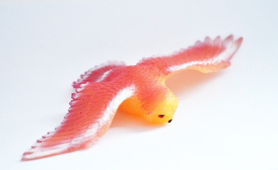 Обыкновенная синуха (меняет цвет на солнце) - Дикие орлы и птицы, Big Animal World