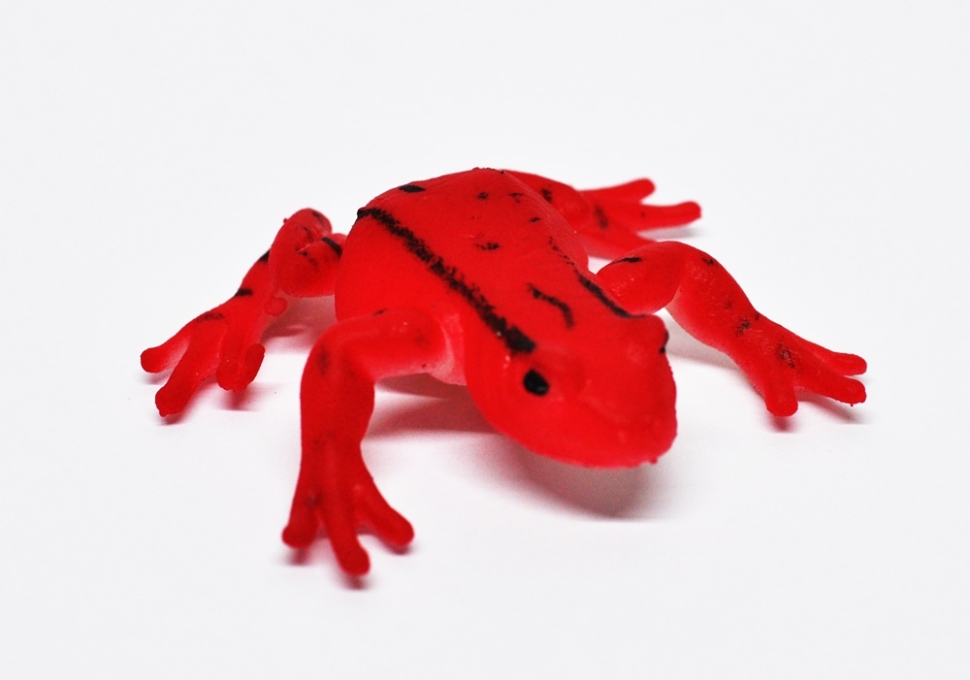 Трехполосый листолаз (уфага) (меняет цвет в теплой воде)      - Волшебные лягушки, Big Animal World