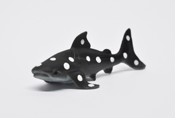 Плоскоголовая семижаберная акула (меняет цвет в теплой воде)   - Волшебные рыбки