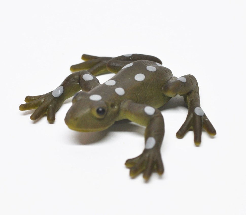 Лишаистый веслоног (меняет цвет в теплой воде)       - Волшебные лягушки, Big Animal World