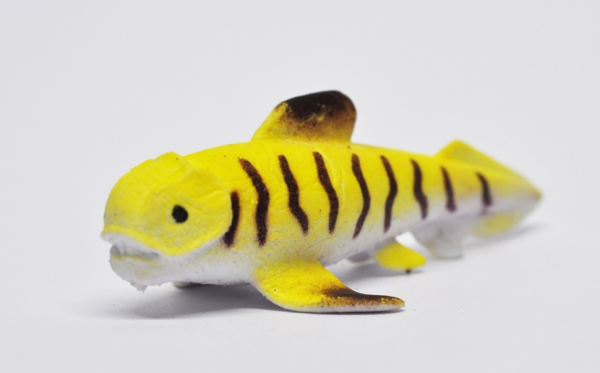 Дунклеостей (меняет цвет в теплой воде)   - Волшебные рыбки