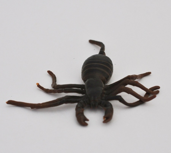 Гигантский паук-хлыстовик - Скорпионы & Ко Макси