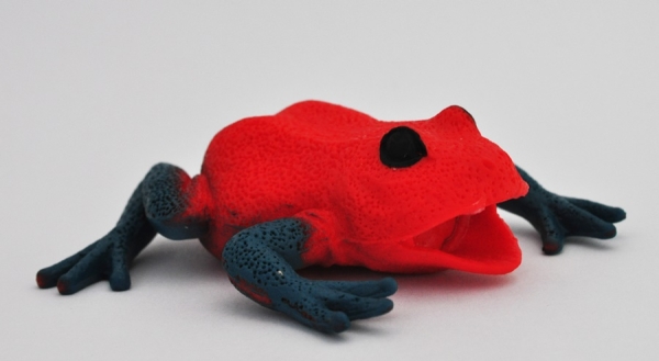 Красно-синий древолаз  - Лягушки тропических лесов, Big Animal World