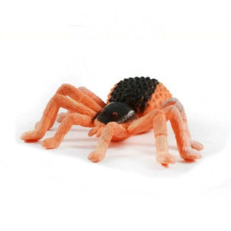 Паук Черная толстоголовка - Animal World